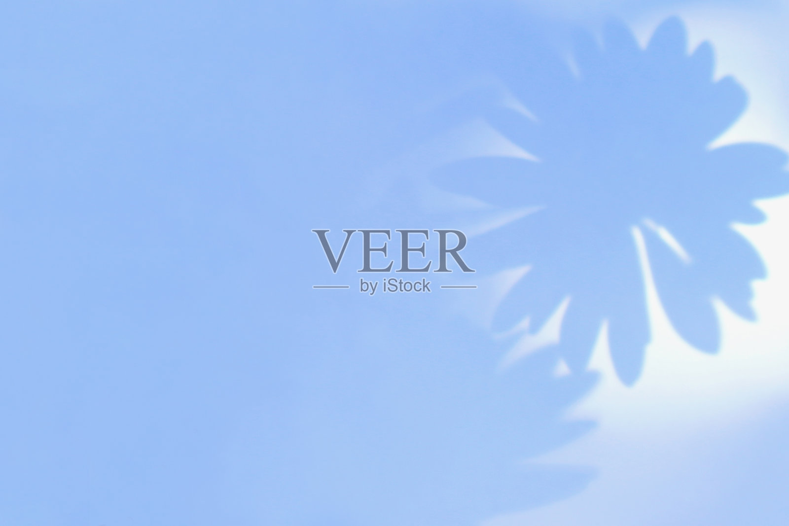 蓝色背景上的花朵影子。夏季抽象花卉背景。照片摄影图片