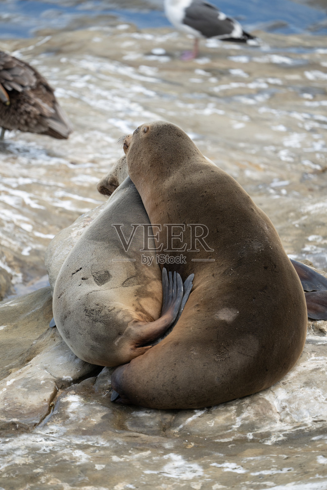 两只海狮在拉霍亚角的岩石上依偎在一起照片摄影图片
