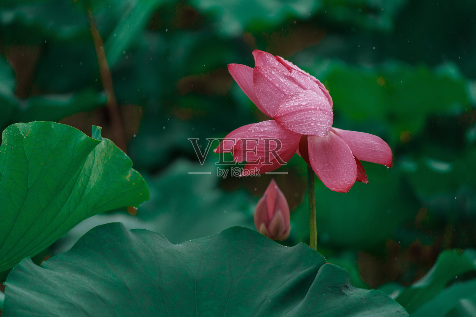 雨后粉色莲花与绿色莲叶照片摄影图片
