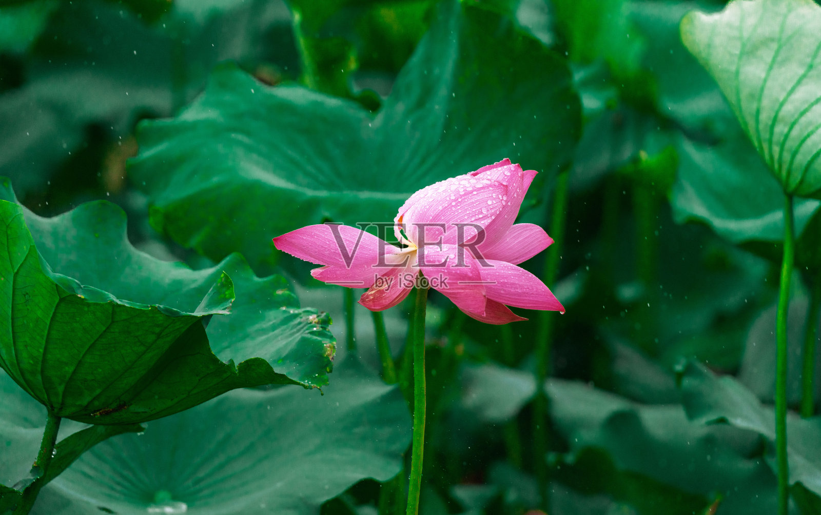 雨后粉色莲花与绿色莲叶照片摄影图片