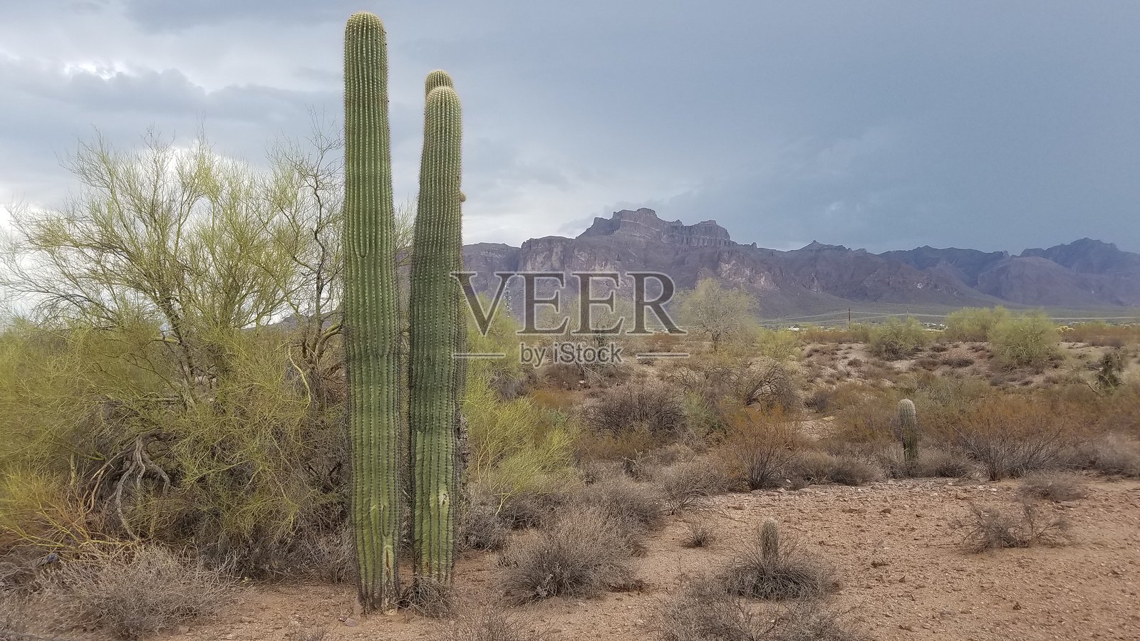 萨瓜罗仙人掌，超自然山脉的阴郁天气照片摄影图片