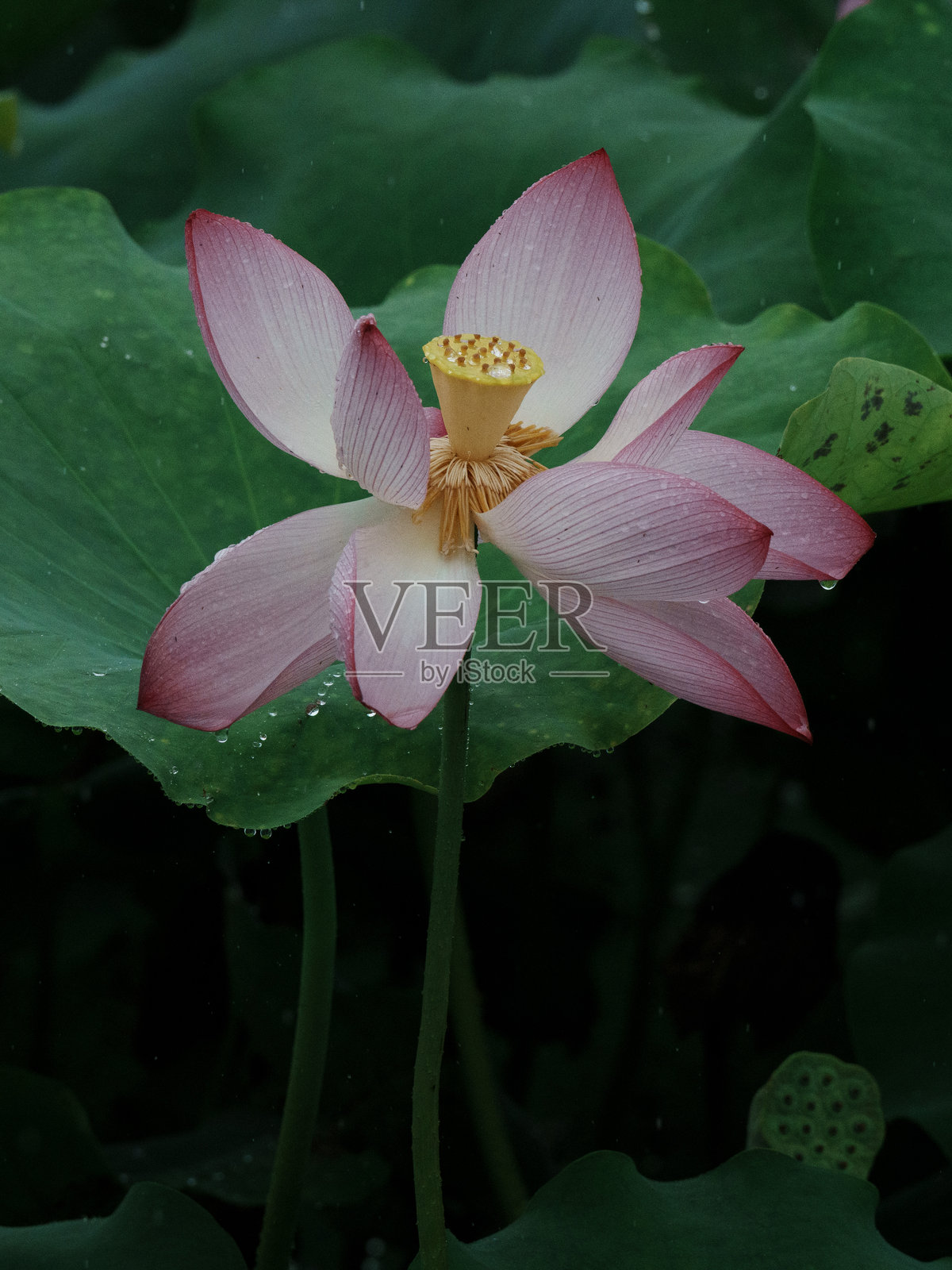 雨后粉色莲花与绿色莲叶照片摄影图片