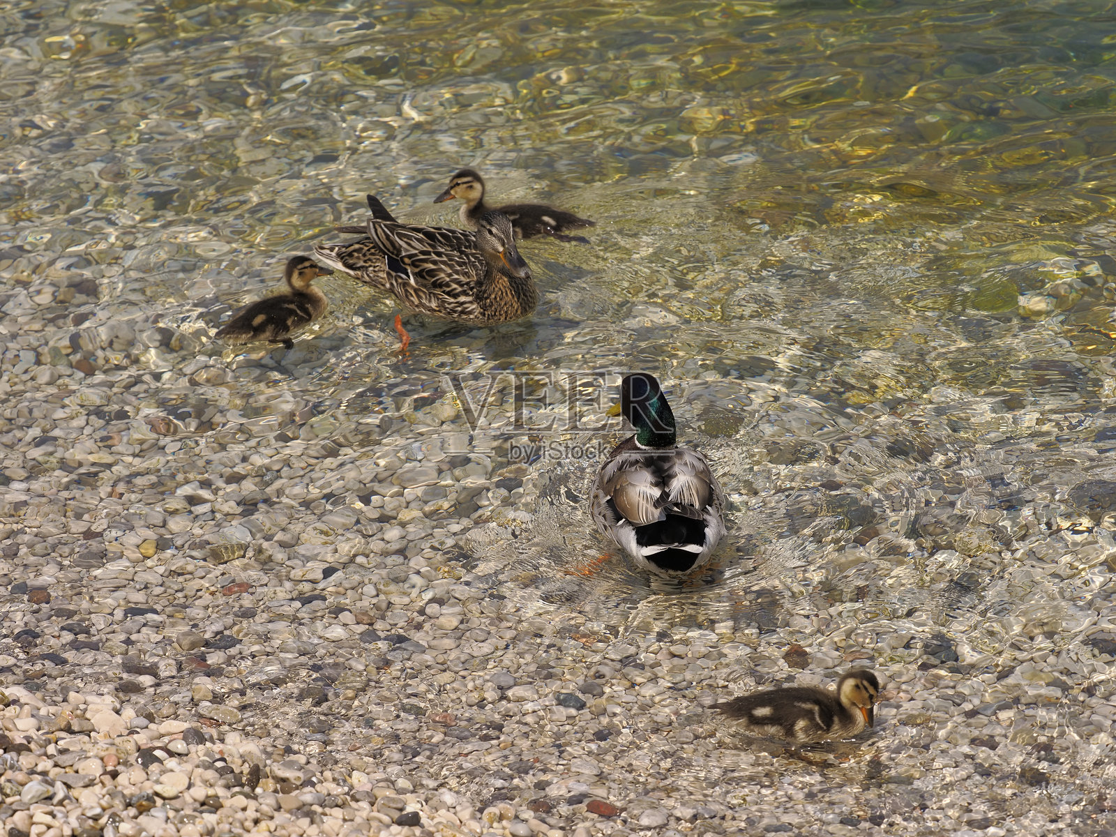 小鸭子照片摄影图片