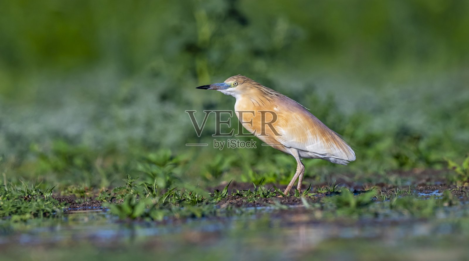 白鹭（Ardeola ralloides）照片摄影图片
