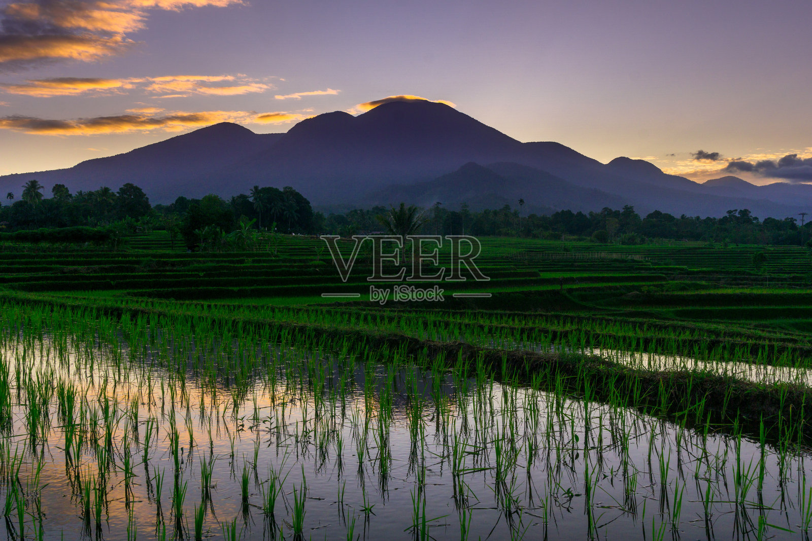 美丽的早晨景色，印度尼西亚全景，稻田与美丽的色彩和自然光的天空照片摄影图片