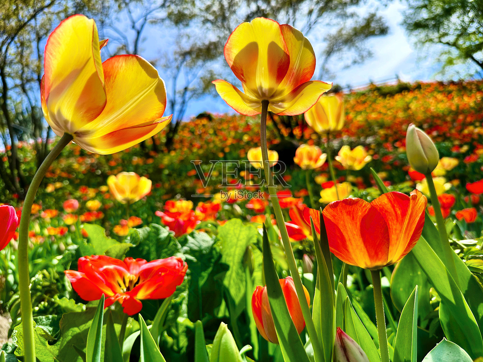 春天的郁金香照片摄影图片
