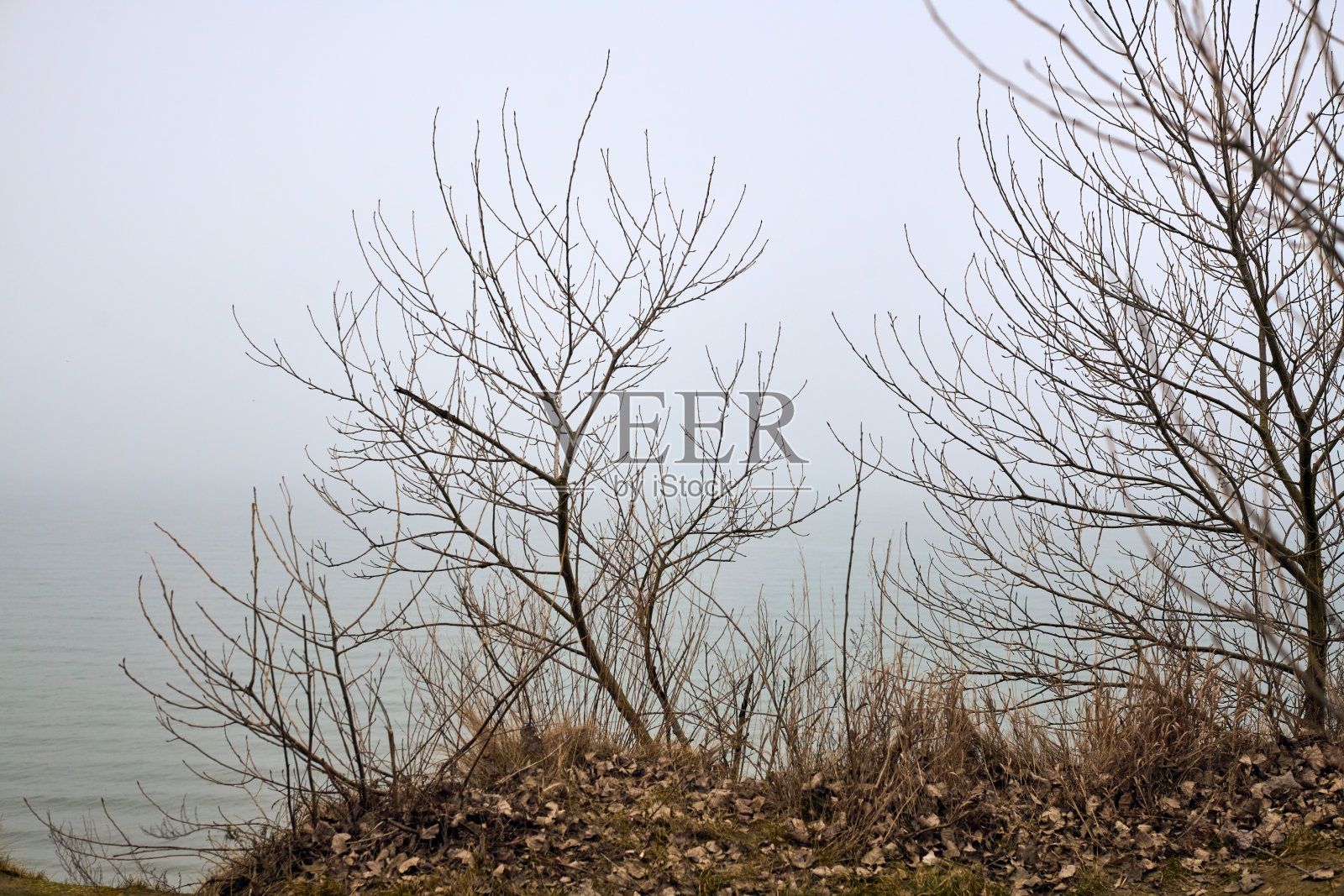 冬季雾气弥漫的湖边光秃树木照片摄影图片