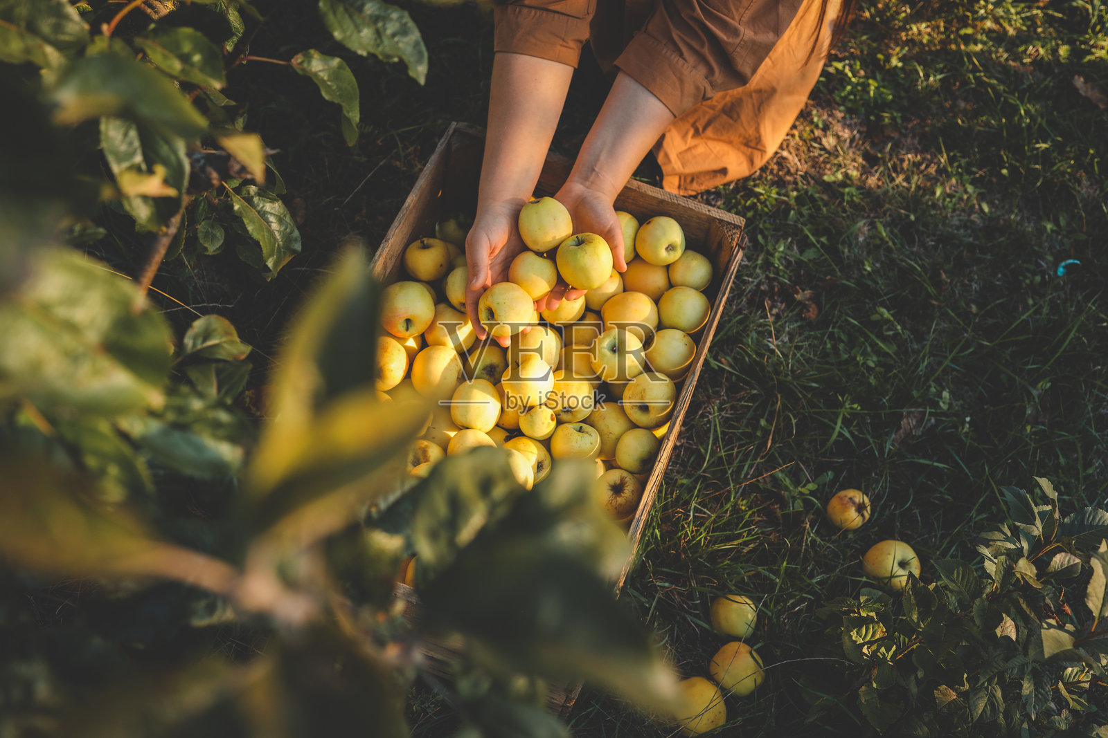 女人在阳光明媚的果园里，从苹果树下将新鲜的黄色苹果采摘到木箱中照片摄影图片