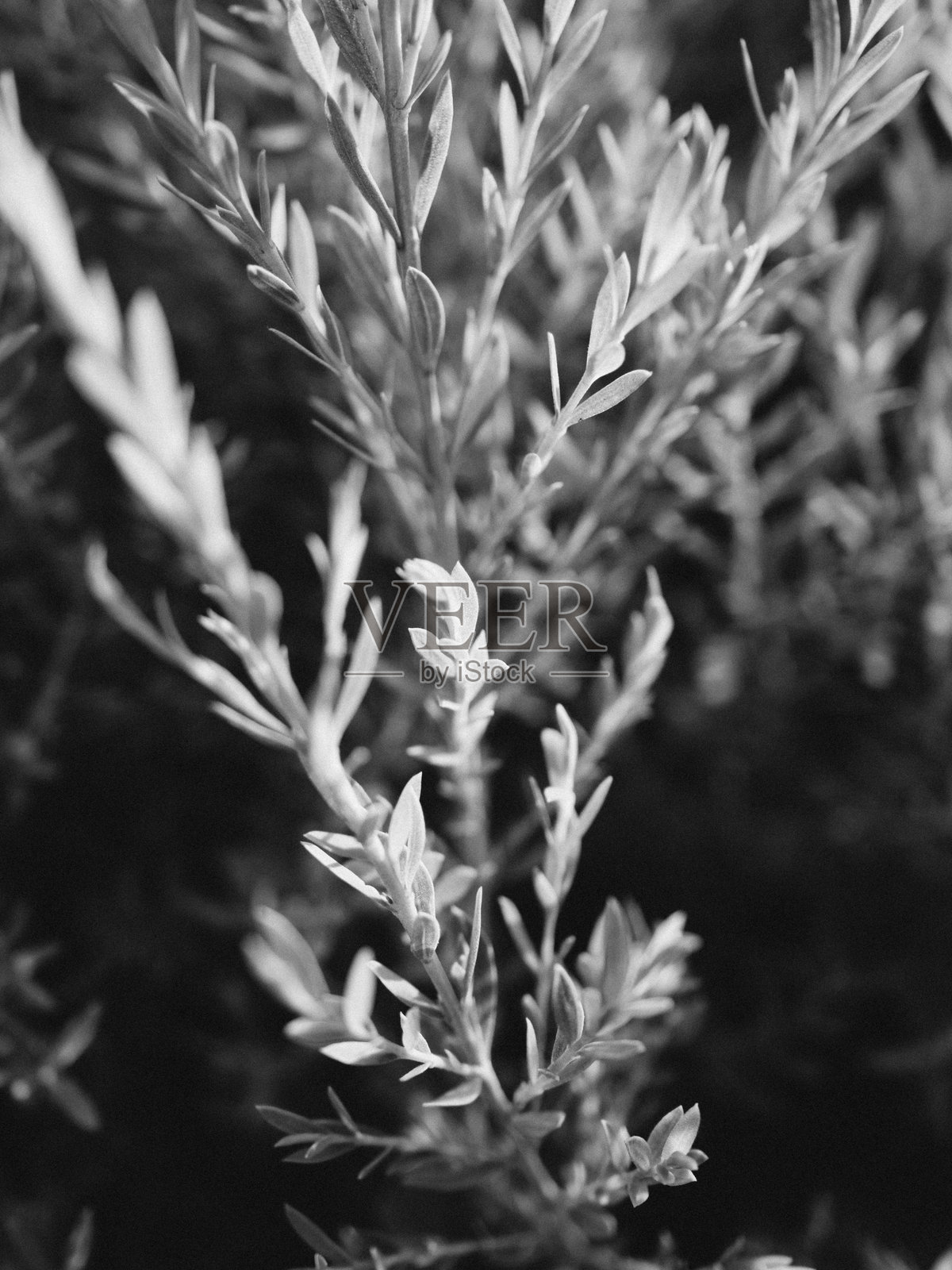 植物叶子特写照片摄影图片