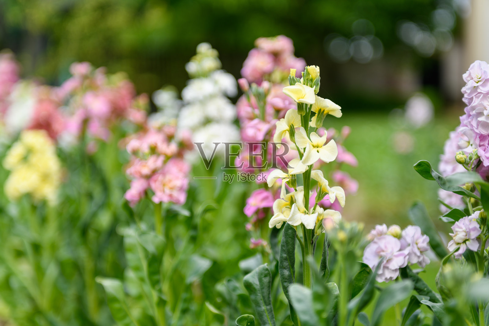 马提奥拉（Matthiola incana），通常称为香石竹。美丽的多色重瓣香石竹花，闻名于其浓郁的香气。马提奥拉花卉背景。照片摄影图片