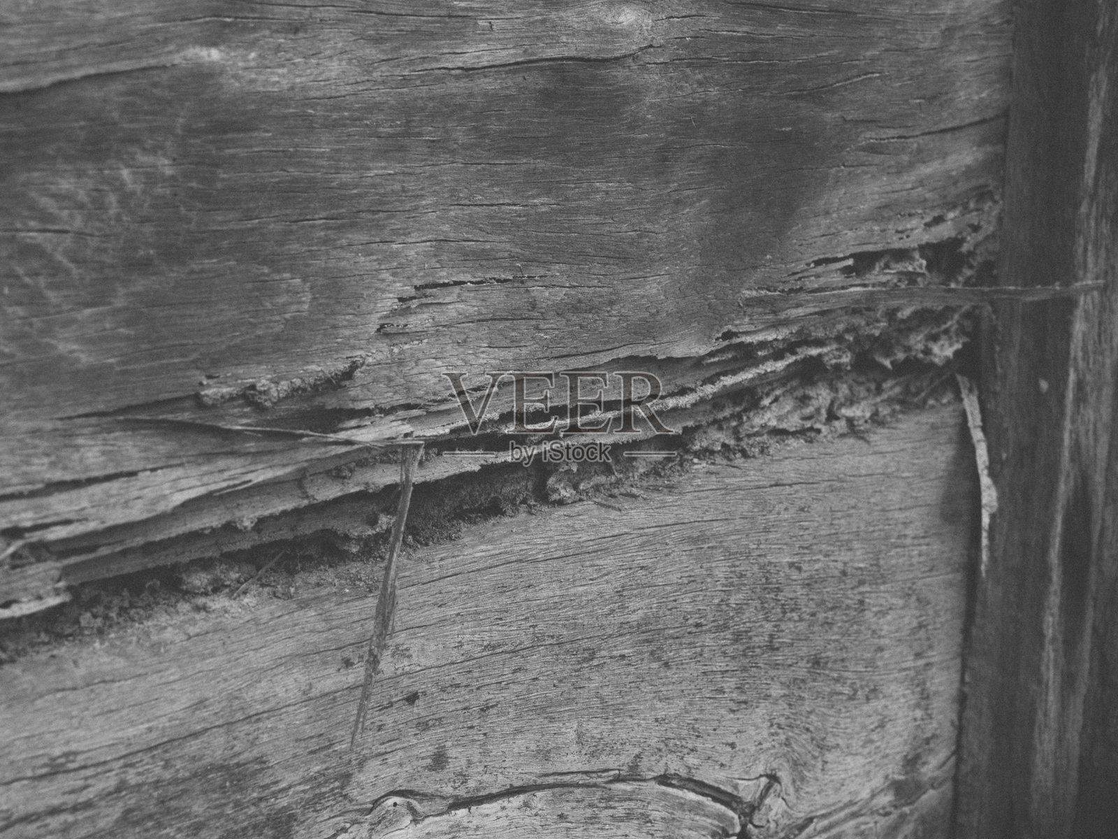 白蚁损坏的木材照片摄影图片