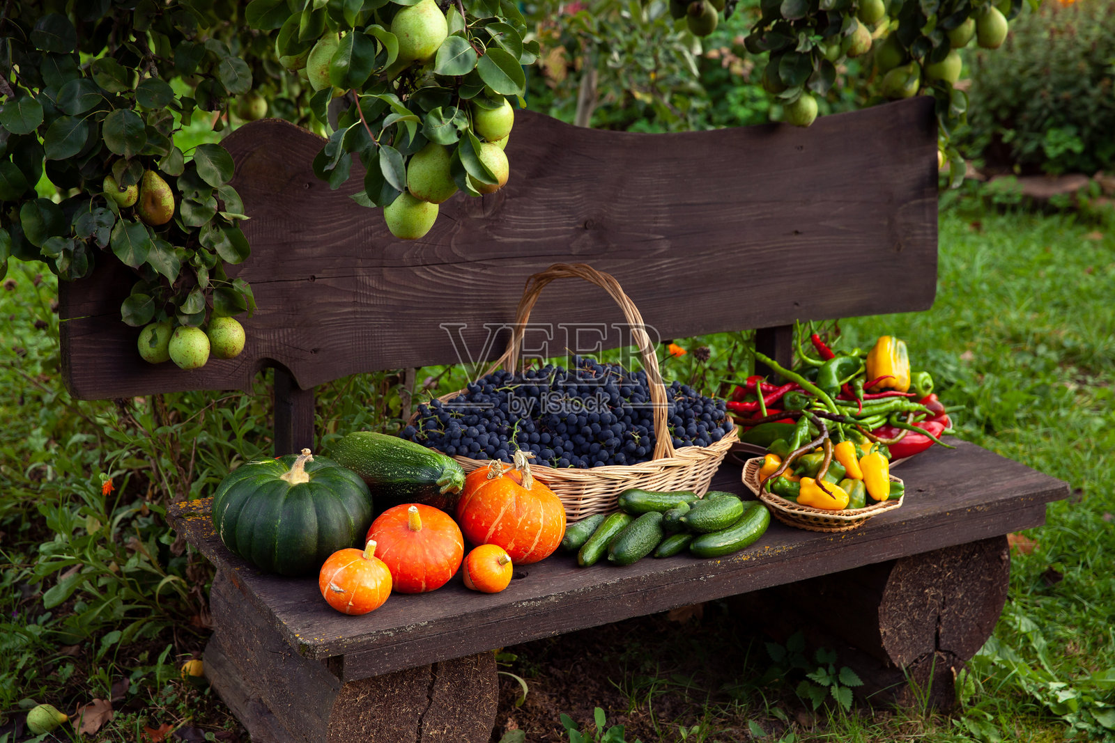 新鲜有机的秋季水果和蔬菜收获，摆放在花园的木凳上。照片摄影图片