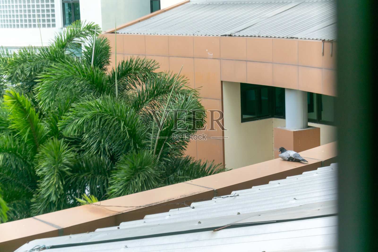 城市景观与屋顶上的鸽子照片摄影图片