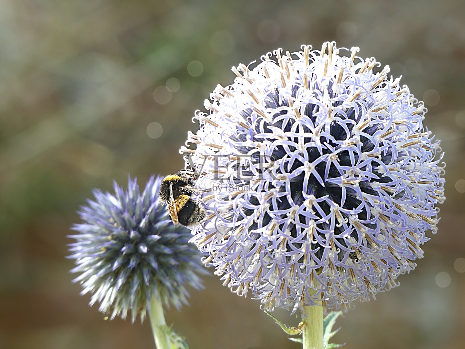 大黄蜂在地球蓟上照片摄影图片