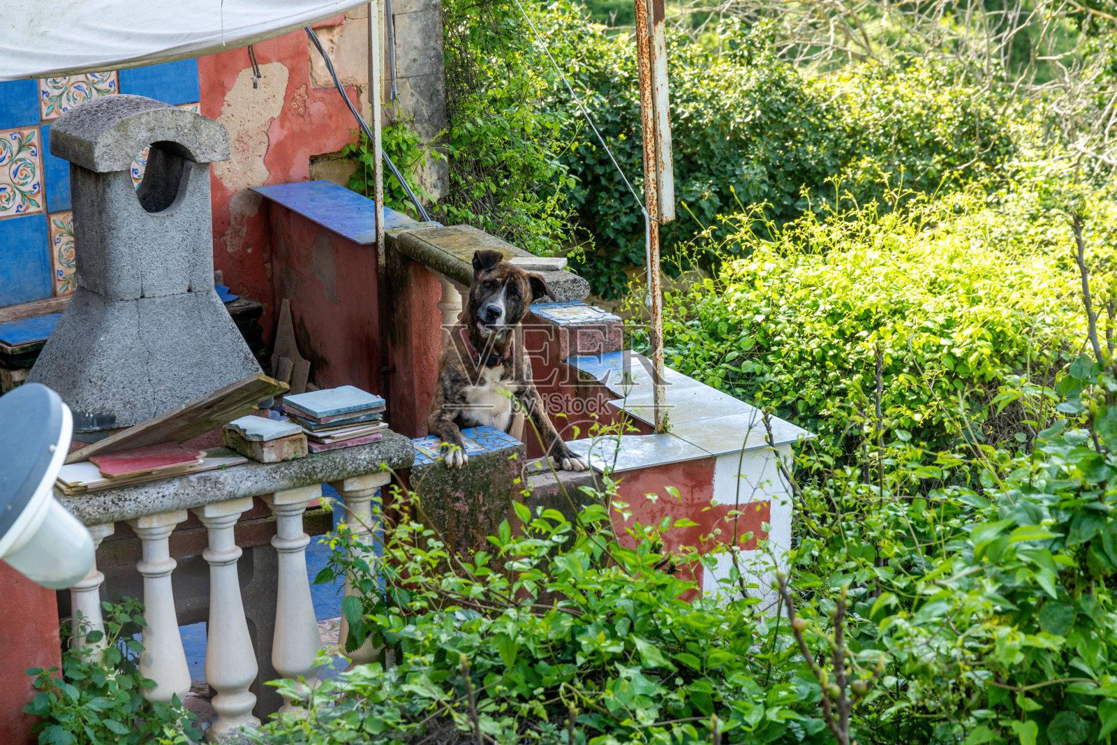 坐在拉古萨乡村花园里的狗照片摄影图片