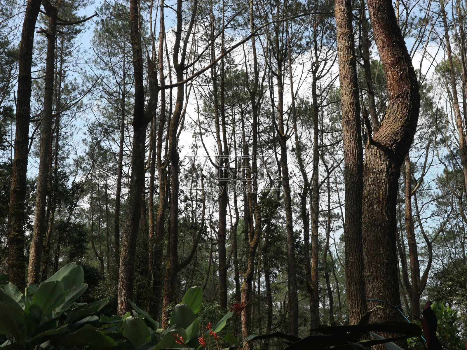 绿色松树林与蓝天背景照片摄影图片