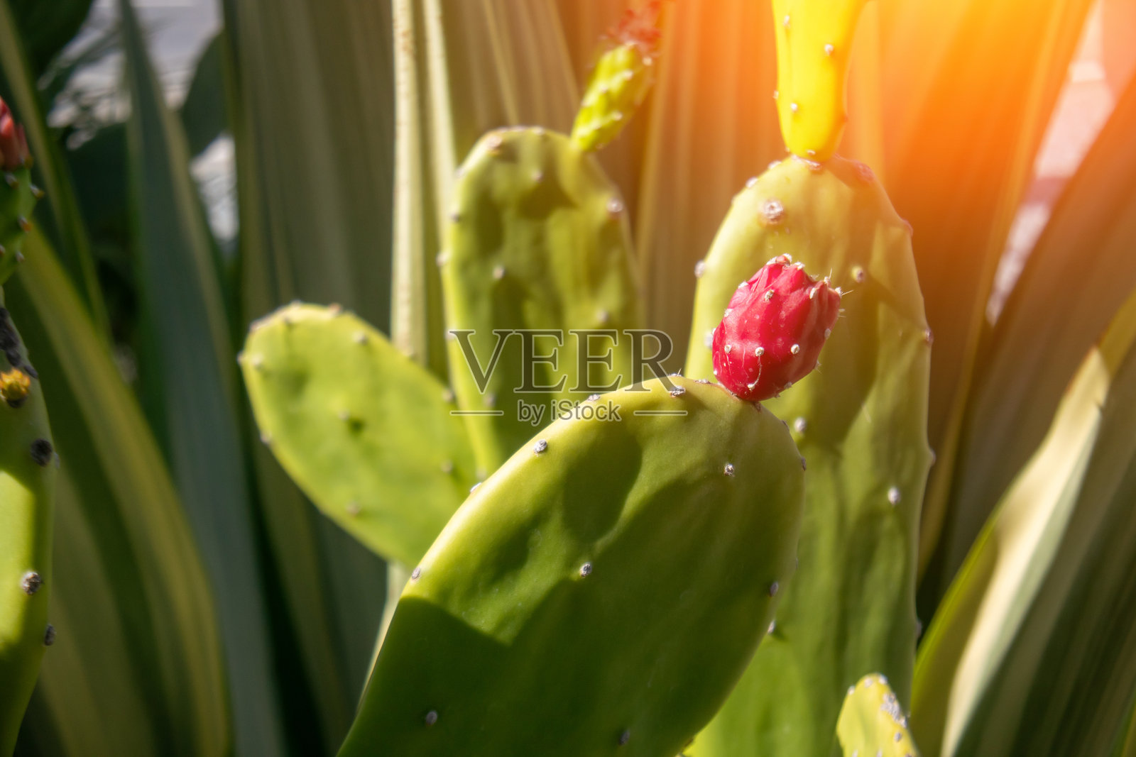 阳光明媚的沙漠中的红色开花仙人掌照片摄影图片