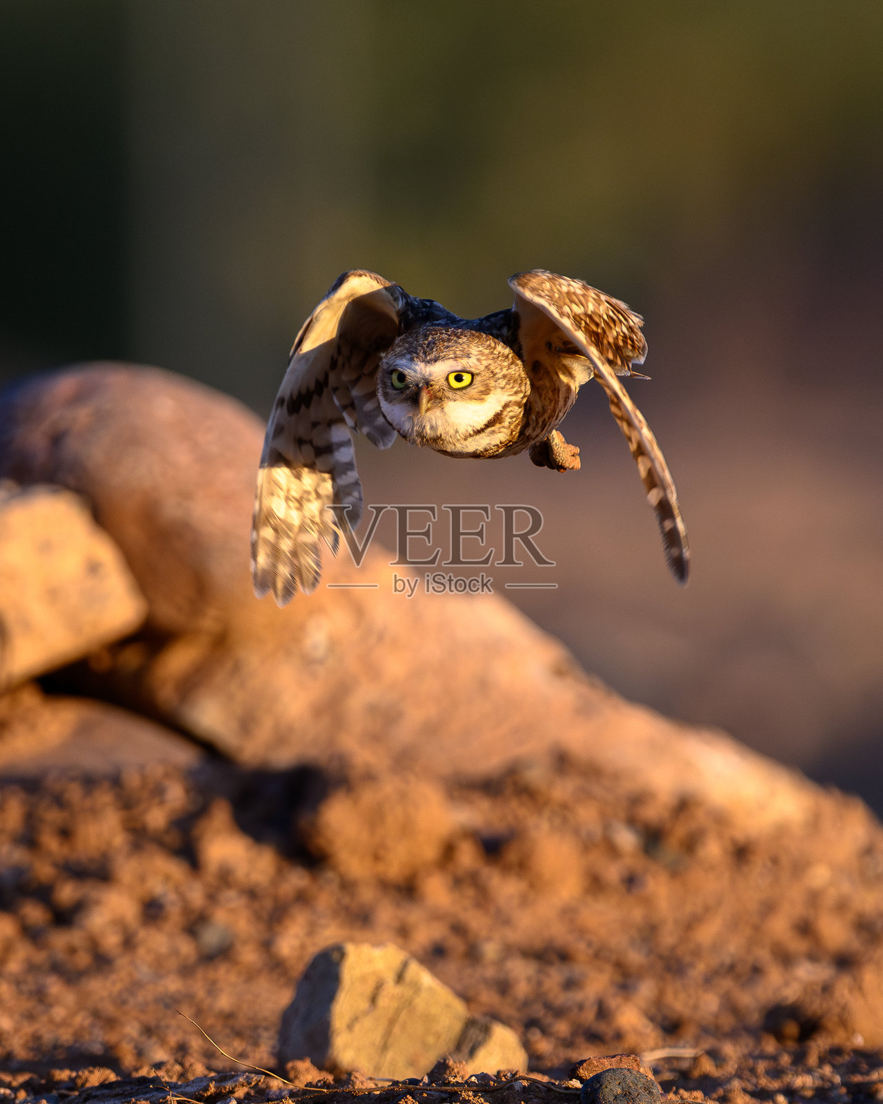 洞穴猫头鹰照片摄影图片