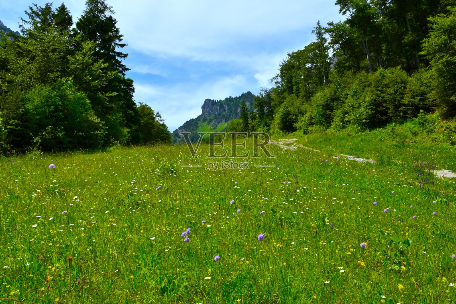 Meadow with flowers bellow Zelenica in Karavanke mountains in Gorenjska, Slovenia照片摄影图片