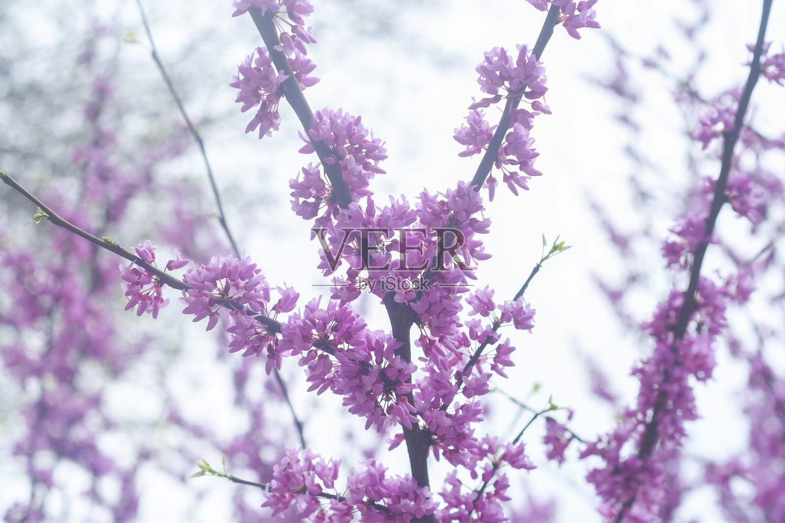 明亮的粉色花朵在树枝上盛开。树木在春天逐渐绽放出美丽的花序。东部红花紫荆在开花期间。照片摄影图片