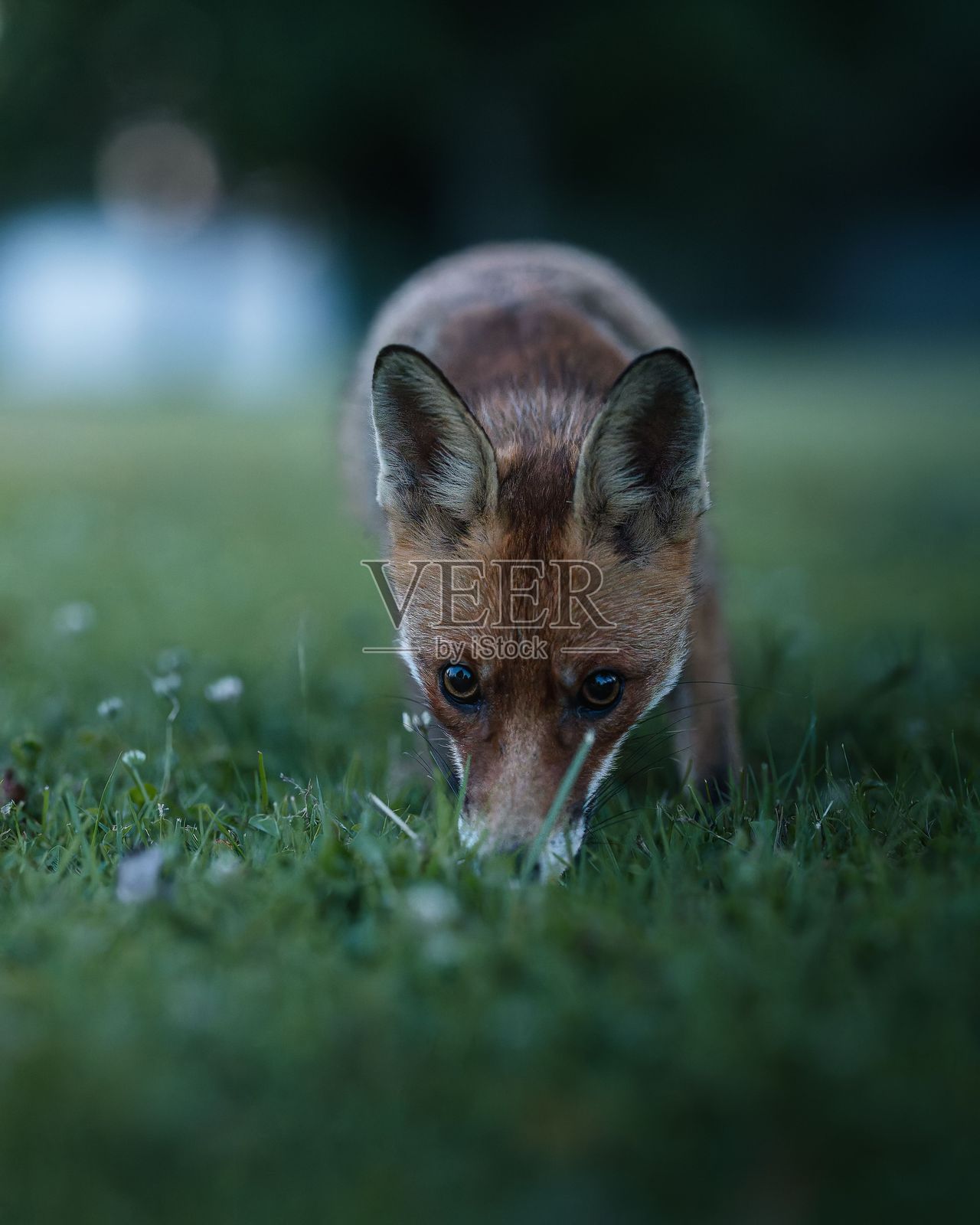 红狐在嗅草的特写镜头照片摄影图片