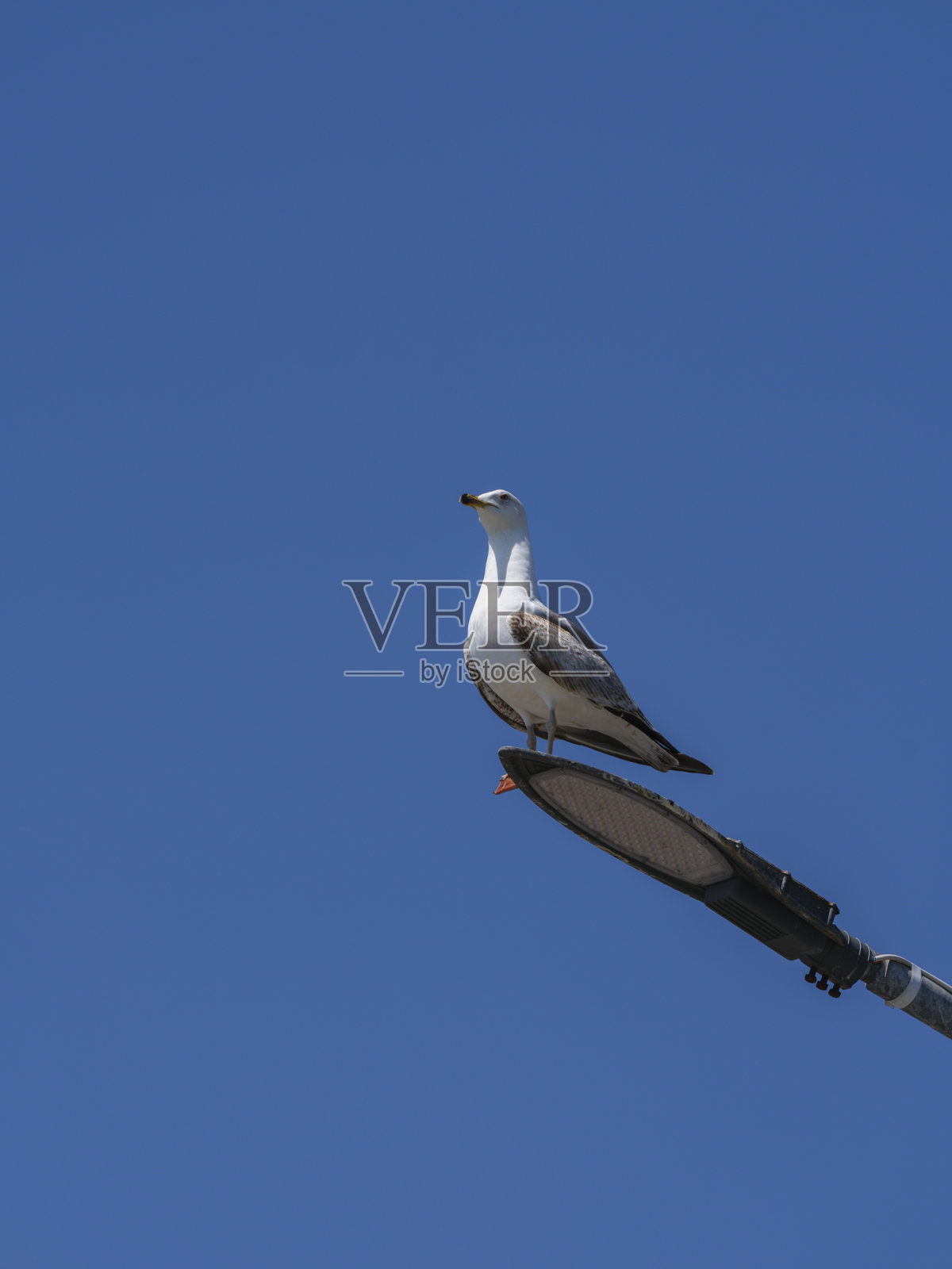 一只美丽的海鸥栖息在路灯上照片摄影图片