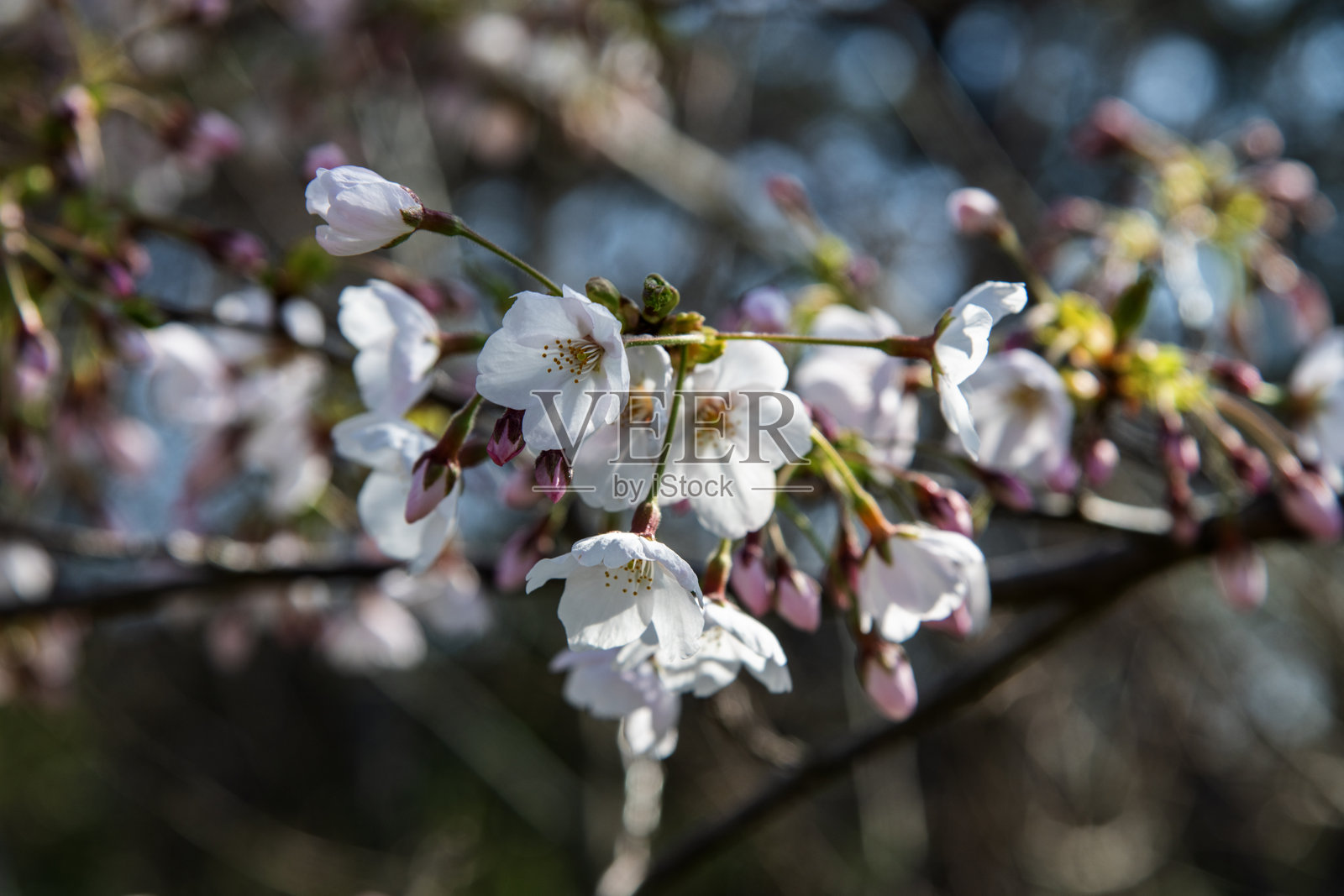 樱花照片摄影图片