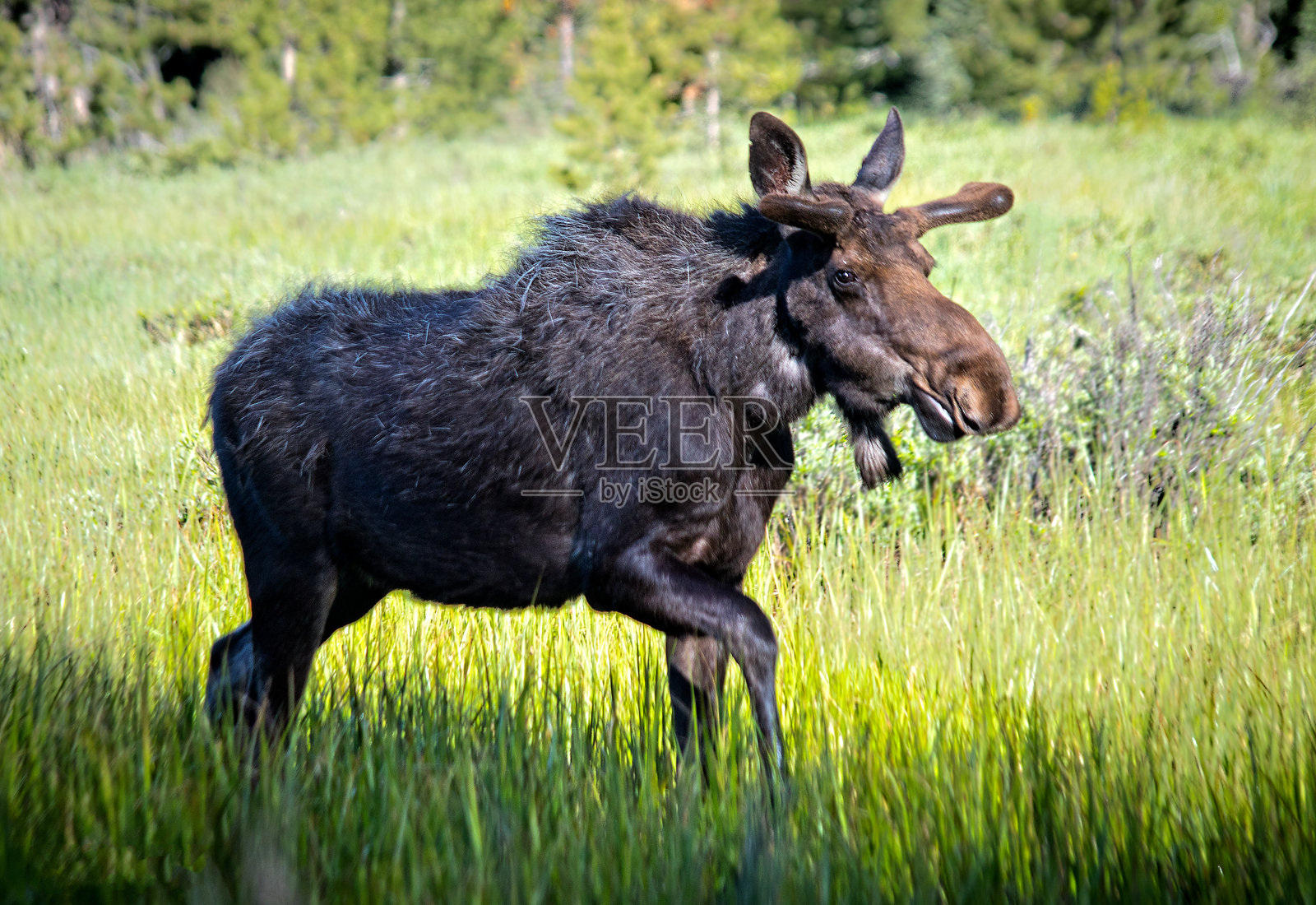 驼鹿照片摄影图片