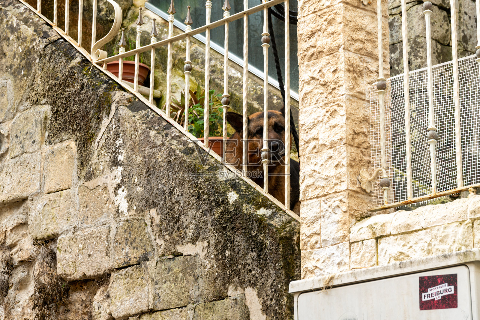 拉古萨街铁栏杆后面的狗照片摄影图片
