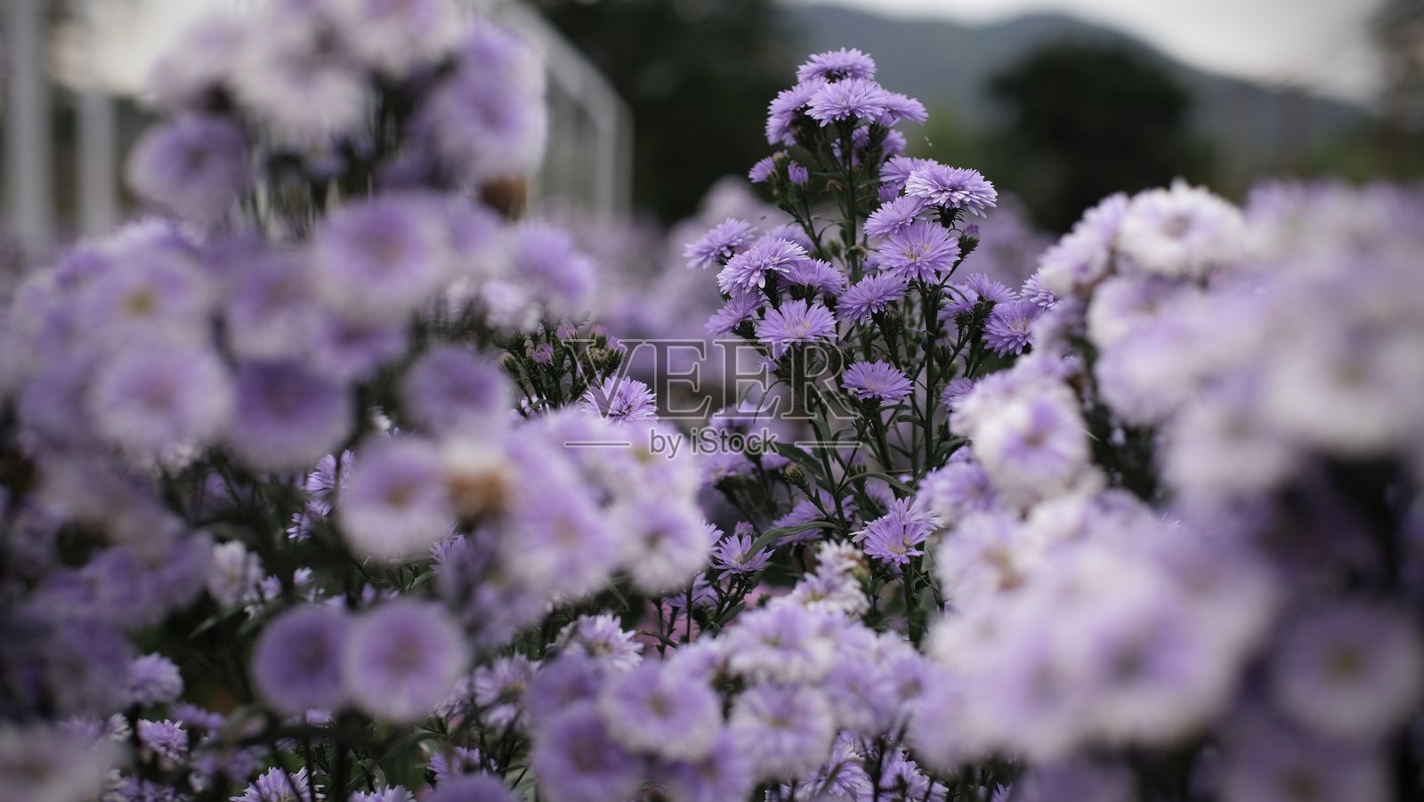花园中的紫色菊花，背景模糊，浅景深，选择性对焦照片摄影图片