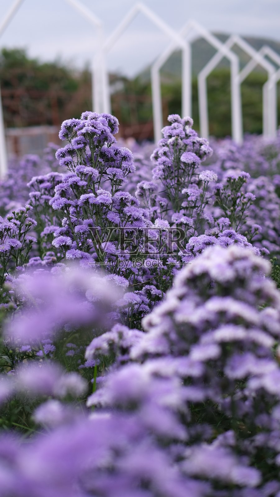 花园中的紫色菊花，背景模糊，浅景深，选择性对焦照片摄影图片