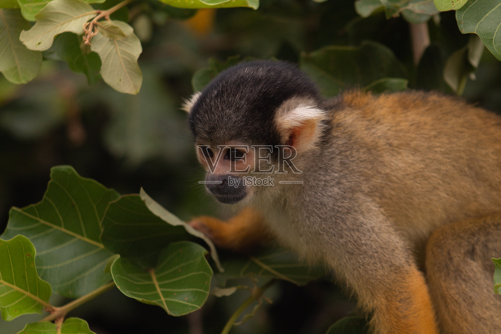 松鼠猴照片摄影图片