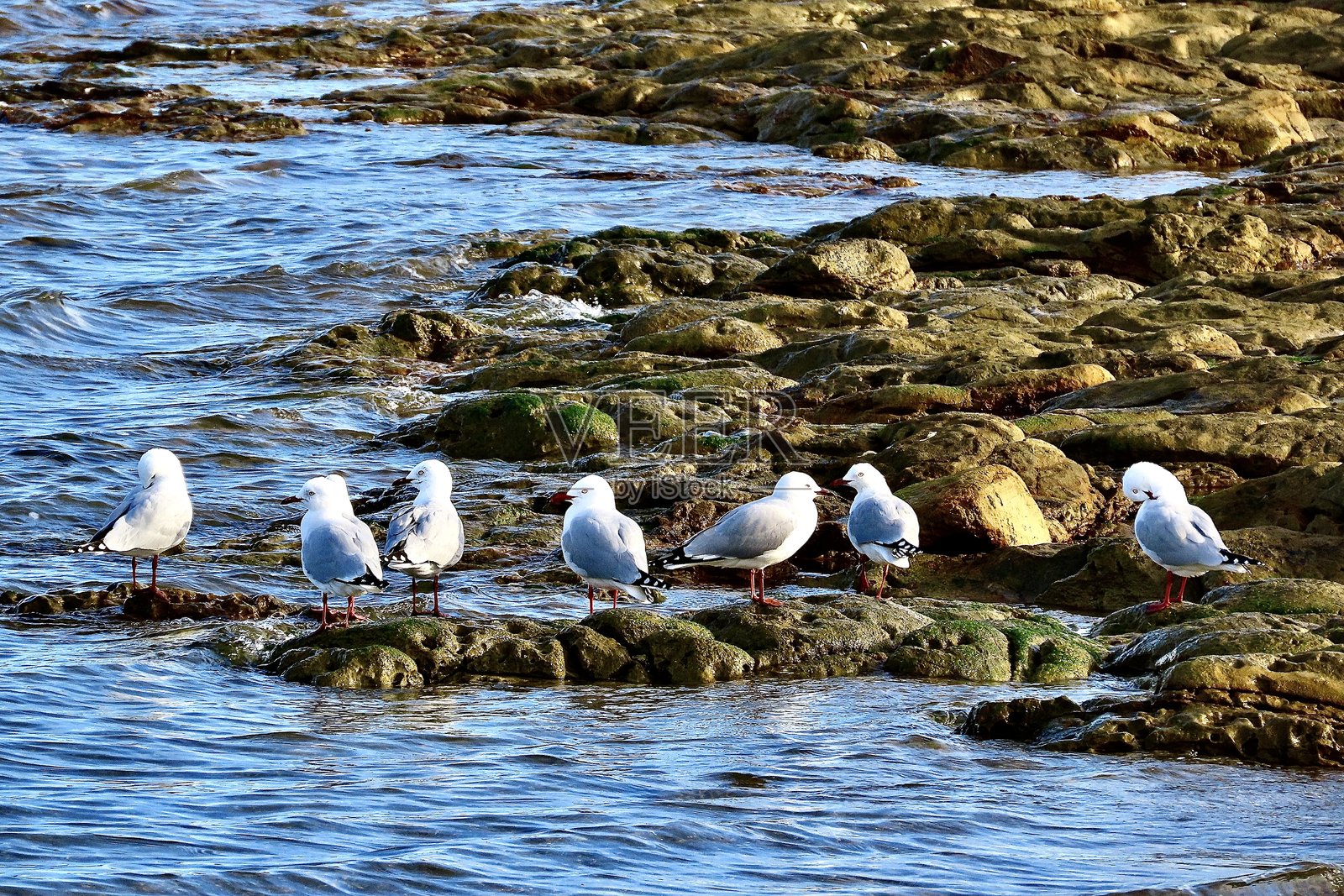 红嘴鸥在奥克兰海滩的岩石上排成一排，水边的寒冷冬日。照片摄影图片