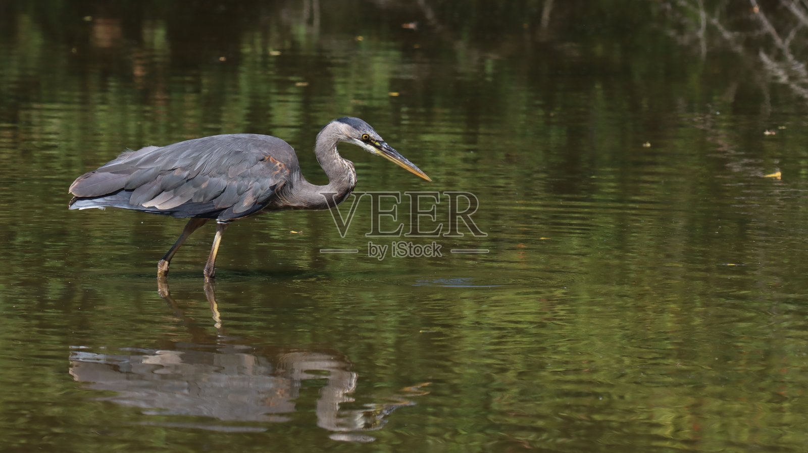 一只伟大的蓝鹭在池塘中捕捉鱼，池塘的平静绿色表面映出它的倒影。照片摄影图片