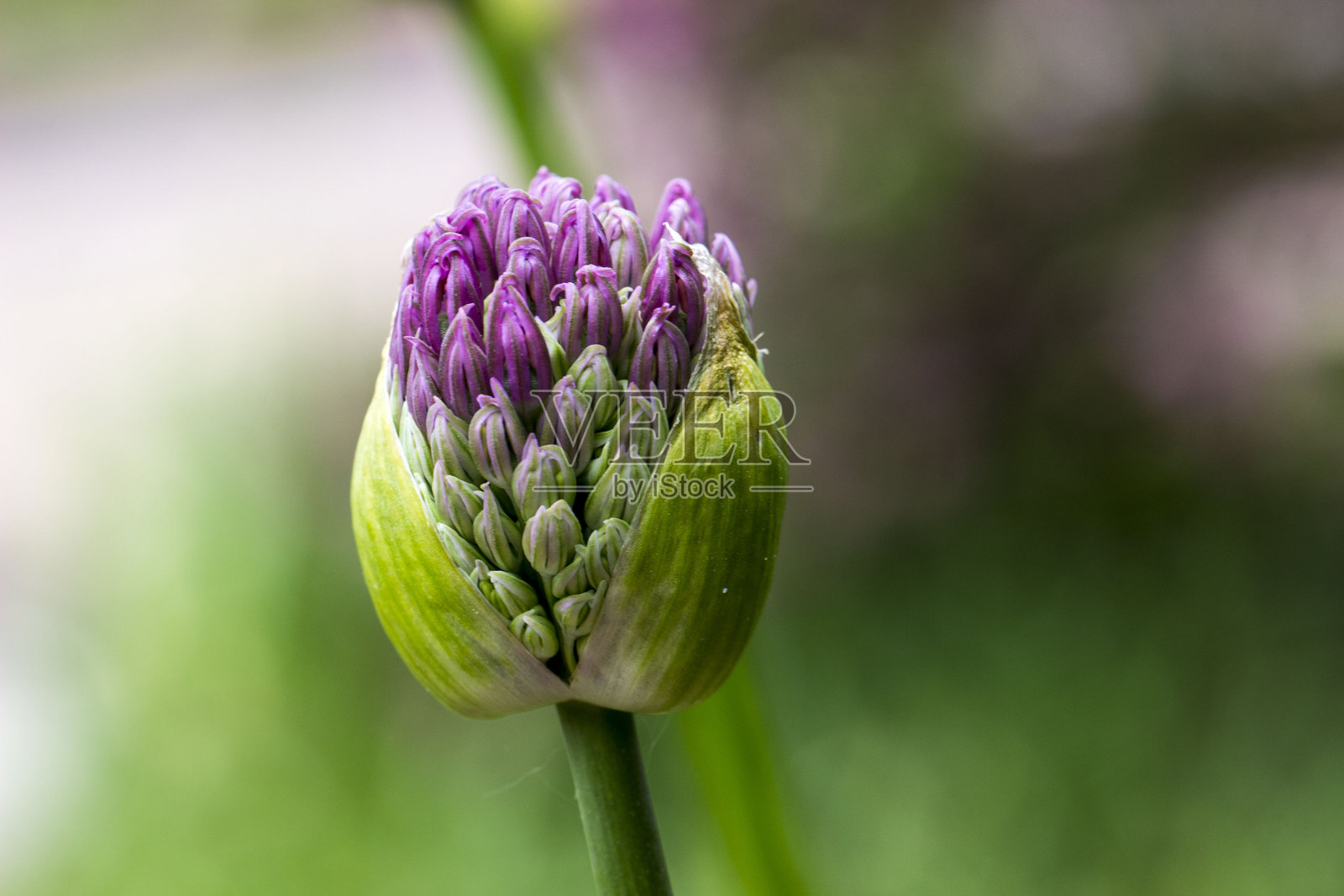 阿夫塔伦洋葱。紫色球形花朵，背景模糊的绿色，带有高光。特写。自然光照。阿利乌姆·阿夫拉图宁斯。葱科。阿利乌姆。荷兰洋葱。照片摄影图片