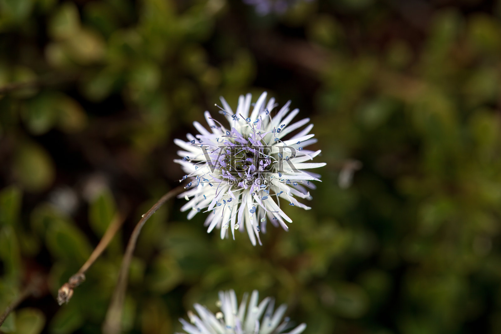 地球雏菊的花朵 Globularia meridionalis照片摄影图片