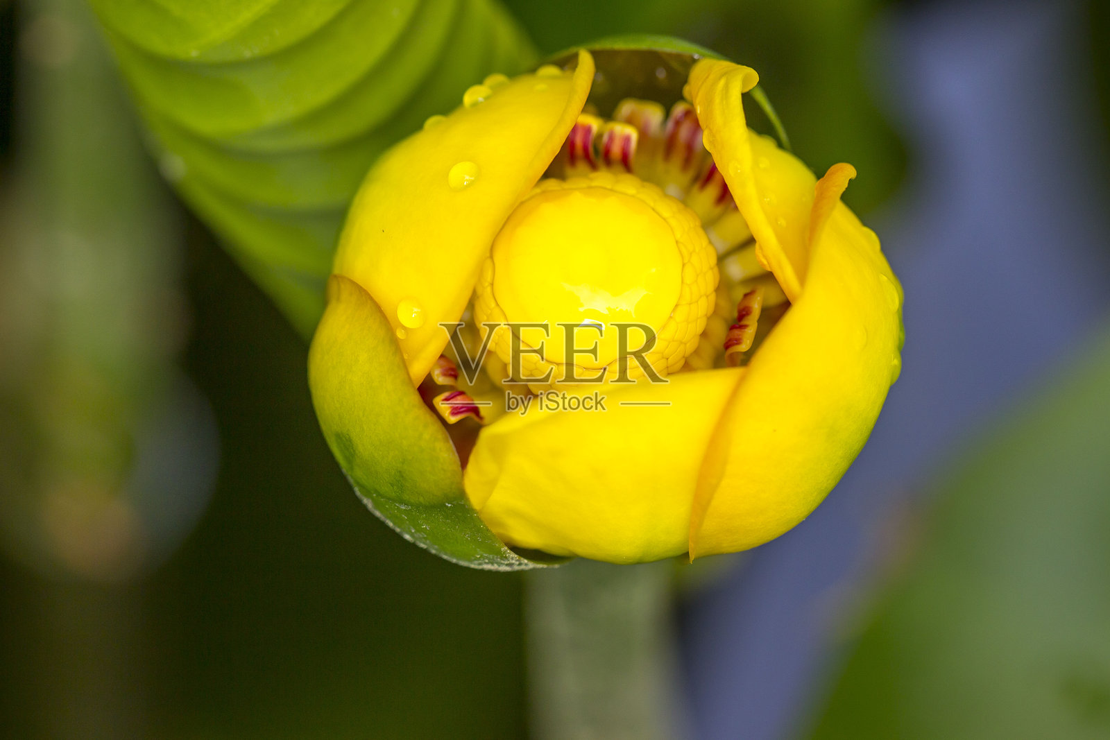 一朵美丽的黄色盆栽花朵，背景是水面和绿色叶子。特写镜头。一种水生植物。自然光照。水花生；黄色睡莲。黄睡莲。睡莲科。照片摄影图片