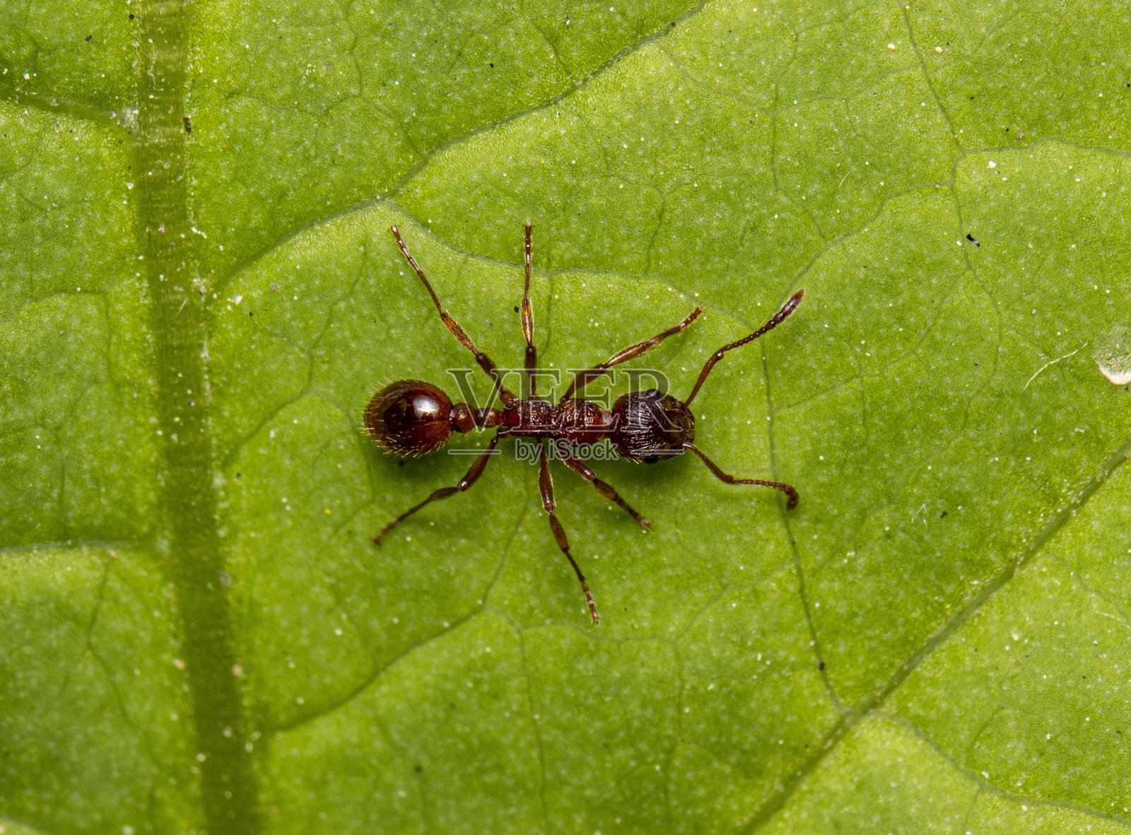 一只红蚂蚁在绿色叶子上。色彩丰富的微距摄影。特写。文本空间。红蚂蚁。火蚁。照片摄影图片