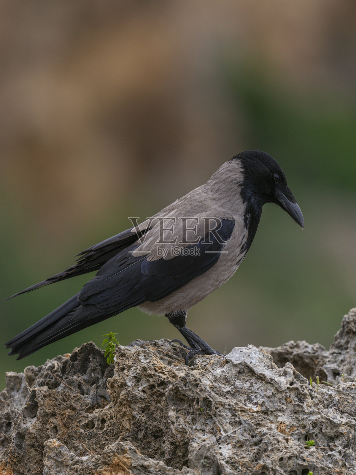 森林中的孤独乌鸦照片摄影图片