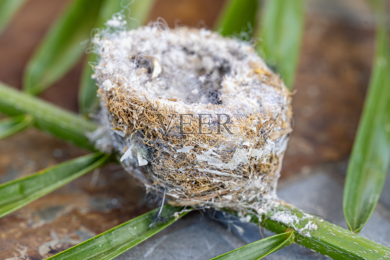 蜂鸟巢照片摄影图片