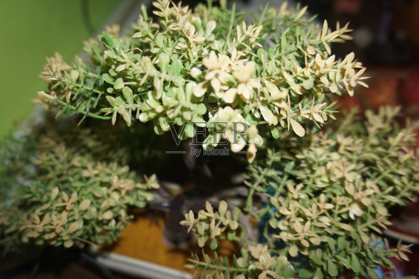 室内装饰植物的郁郁葱葱的绿叶特写照片摄影图片