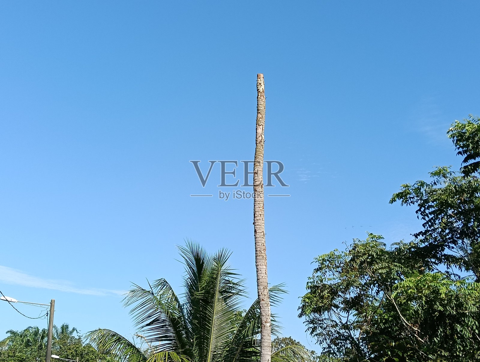 乡村中死去的椰子树与蓝天照片摄影图片