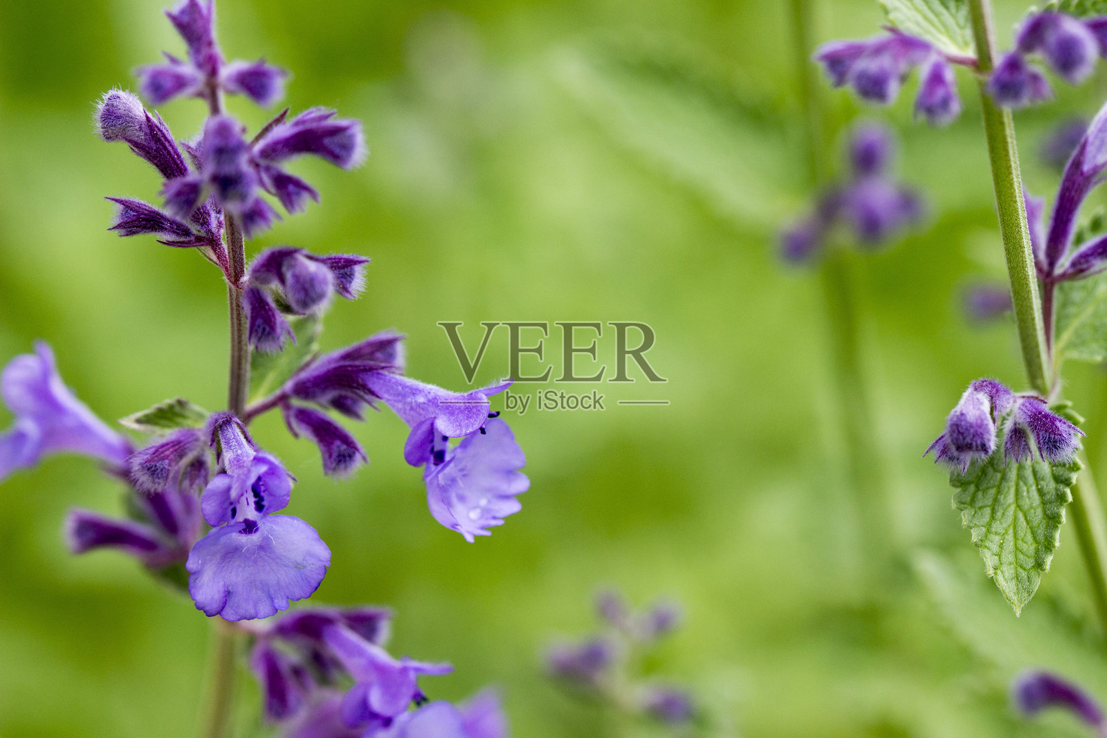 蜜蜂草的开花。紫色花朵与绿色背景。药用治疗。特写。自然光。蜜蜂草。唇形科。香蜂草。薄荷属。照片摄影图片