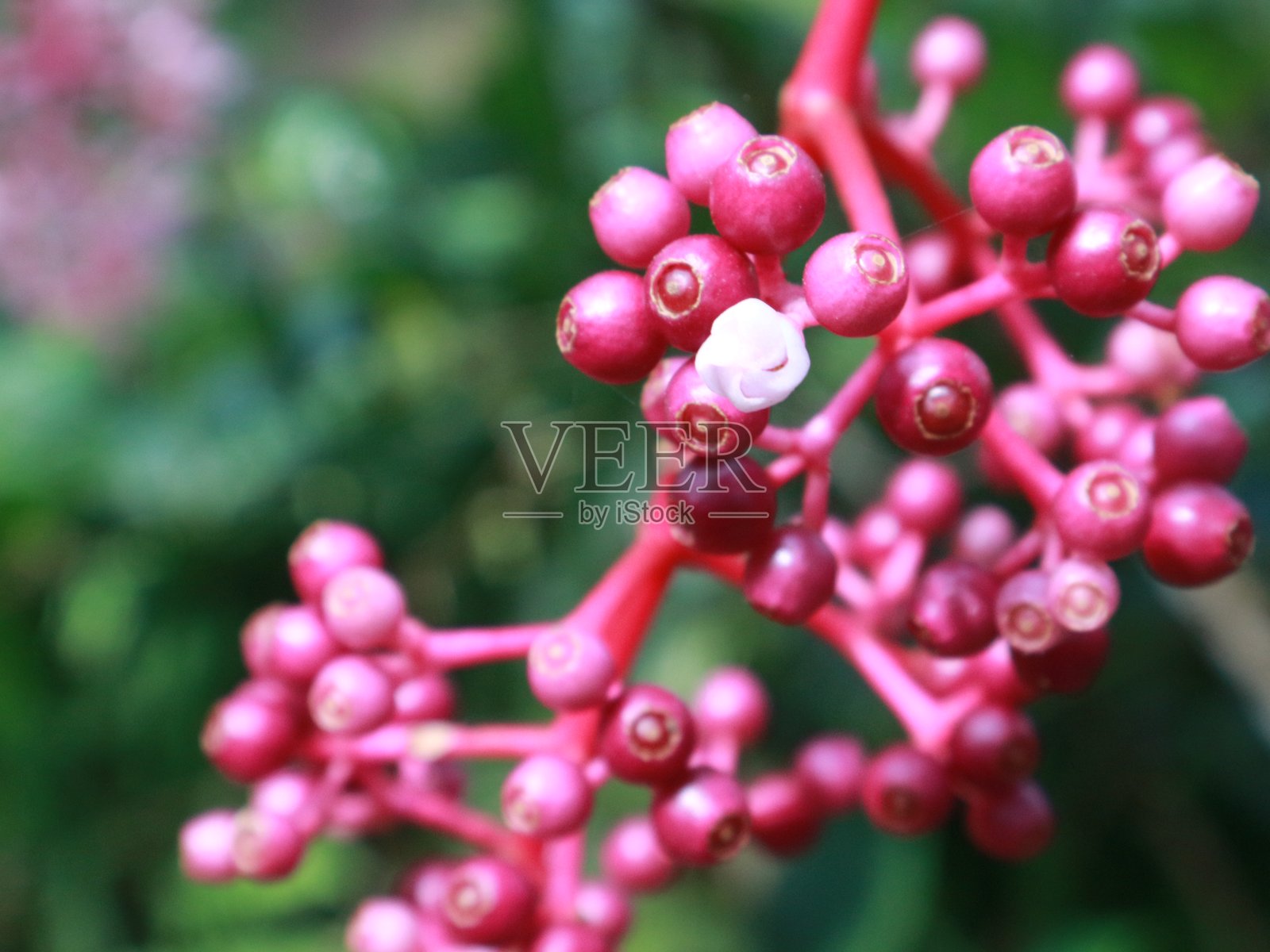 美丽的梅丁莉花或帕里贾塔花照片摄影图片