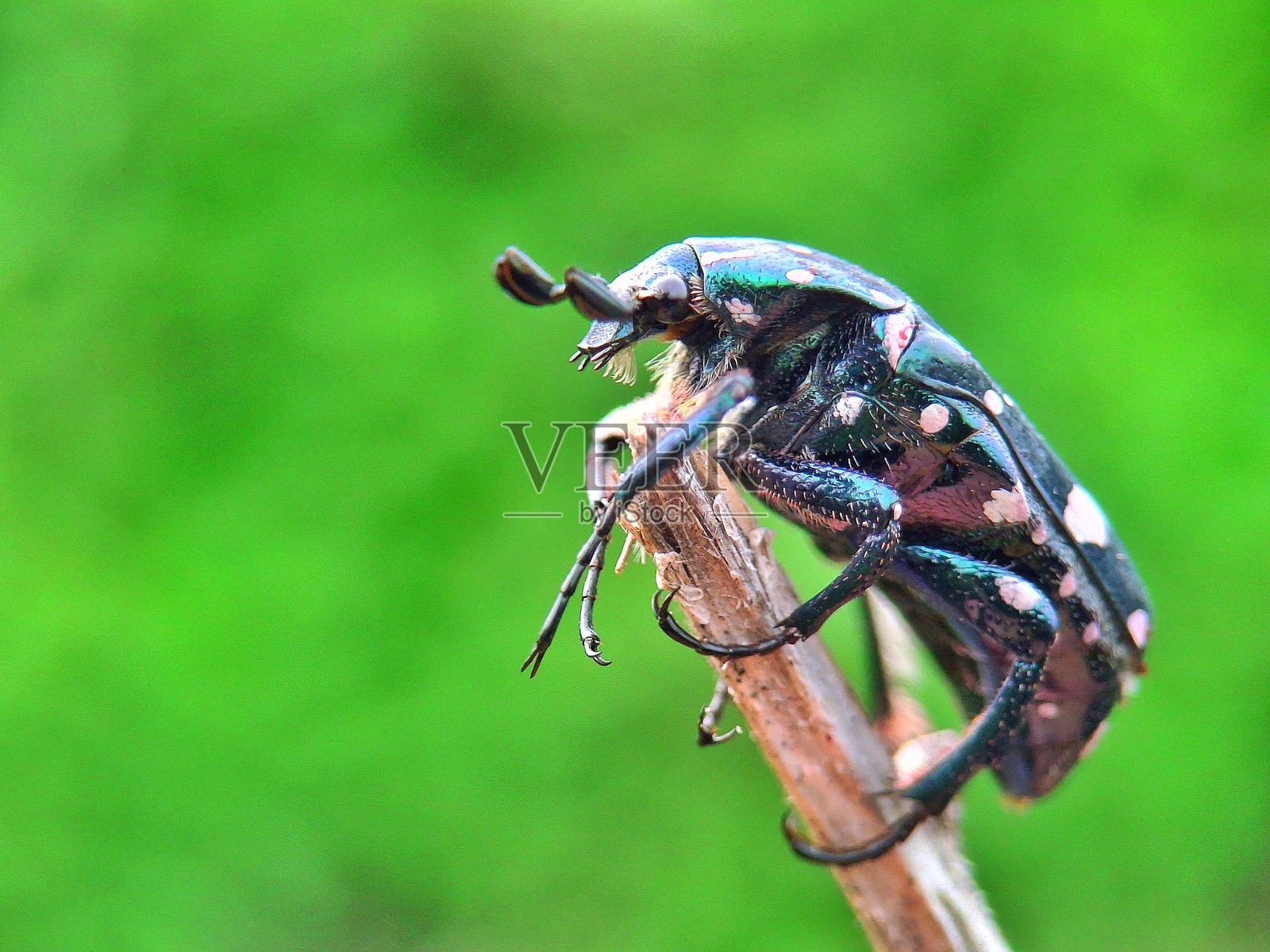花甲虫 (Protaetia alboguttata)照片摄影图片