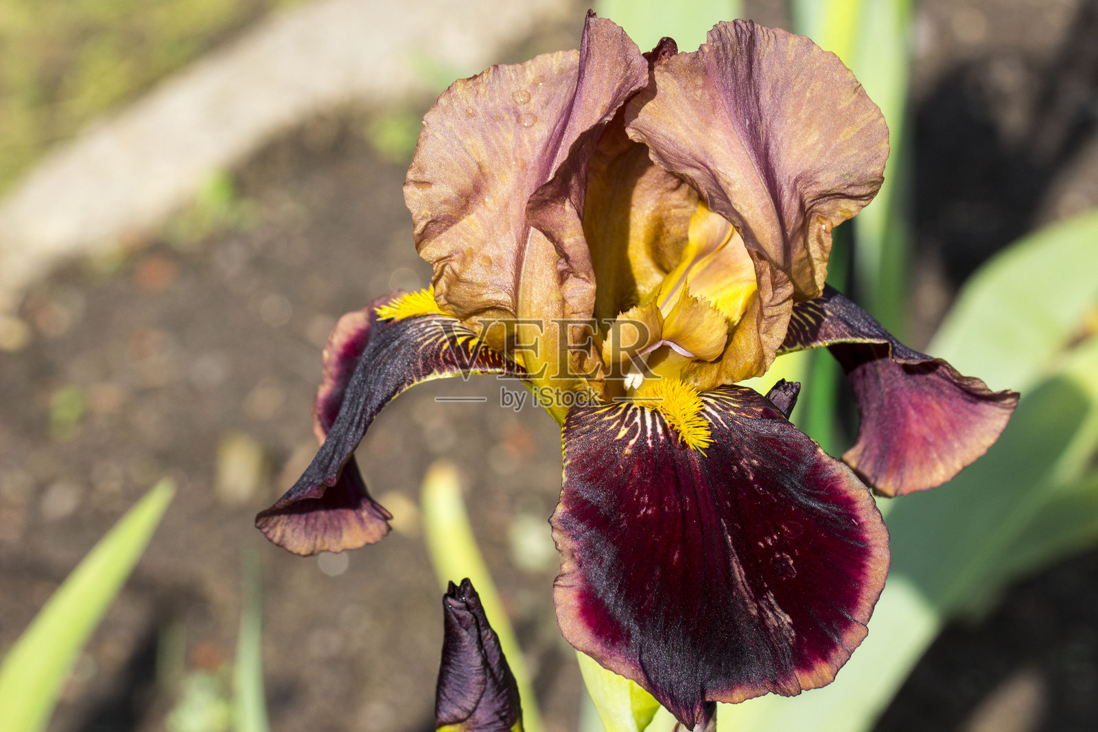 美丽的鸢尾花。模糊的背景。特写。自然光。鸢尾（Iris germanica）。鸢尾科（Iridaceae）。鸢尾。鸢尾。Rimfire。鸢尾科。照片摄影图片