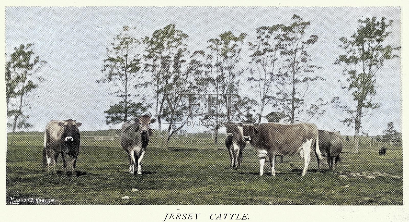 新南威尔士州库兰加塔的泽西牛群，维多利亚时代，1890年代，复古彩色照片插画图片素材