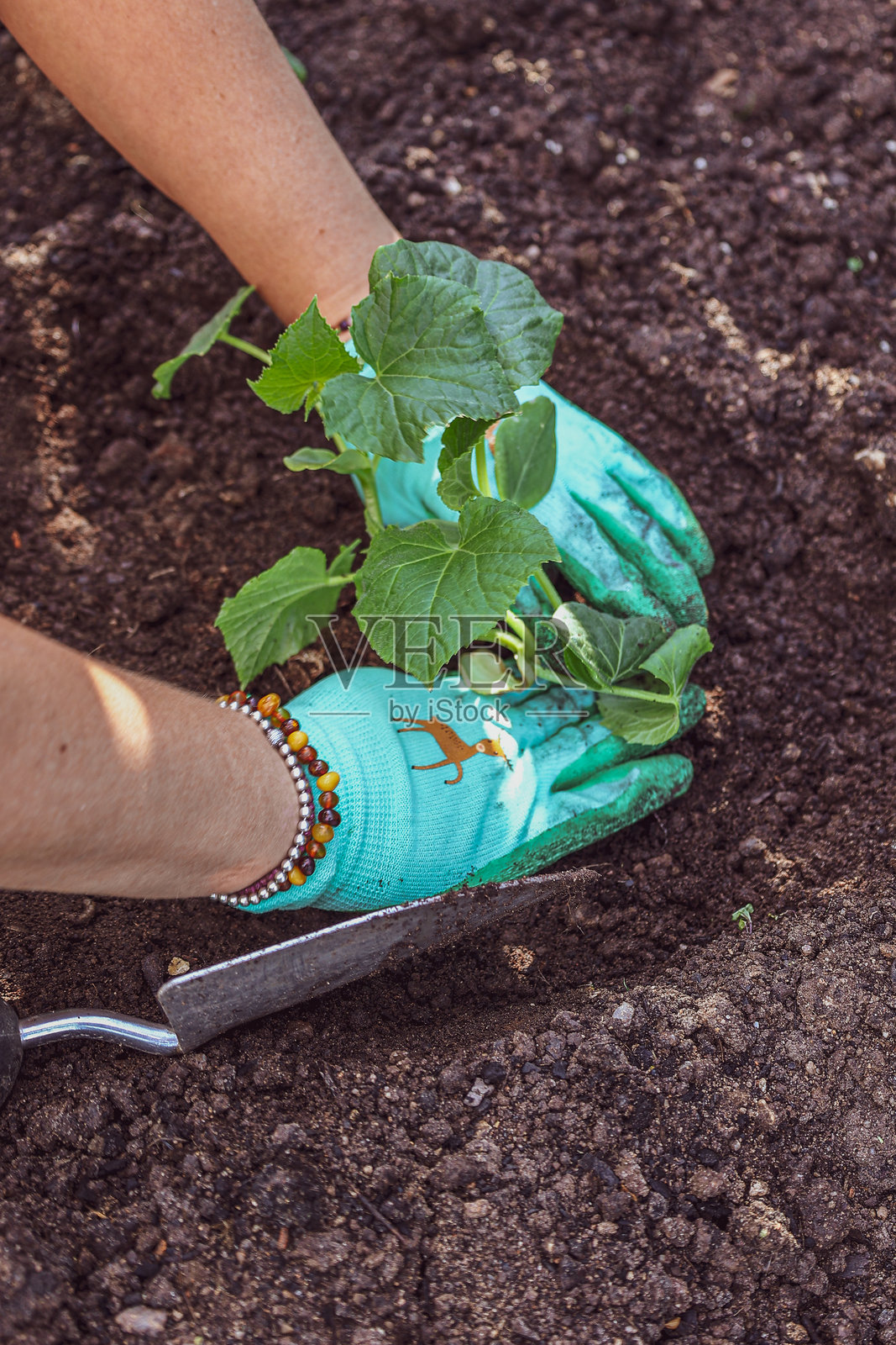在蔬菜幼苗周围压实土壤照片摄影图片
