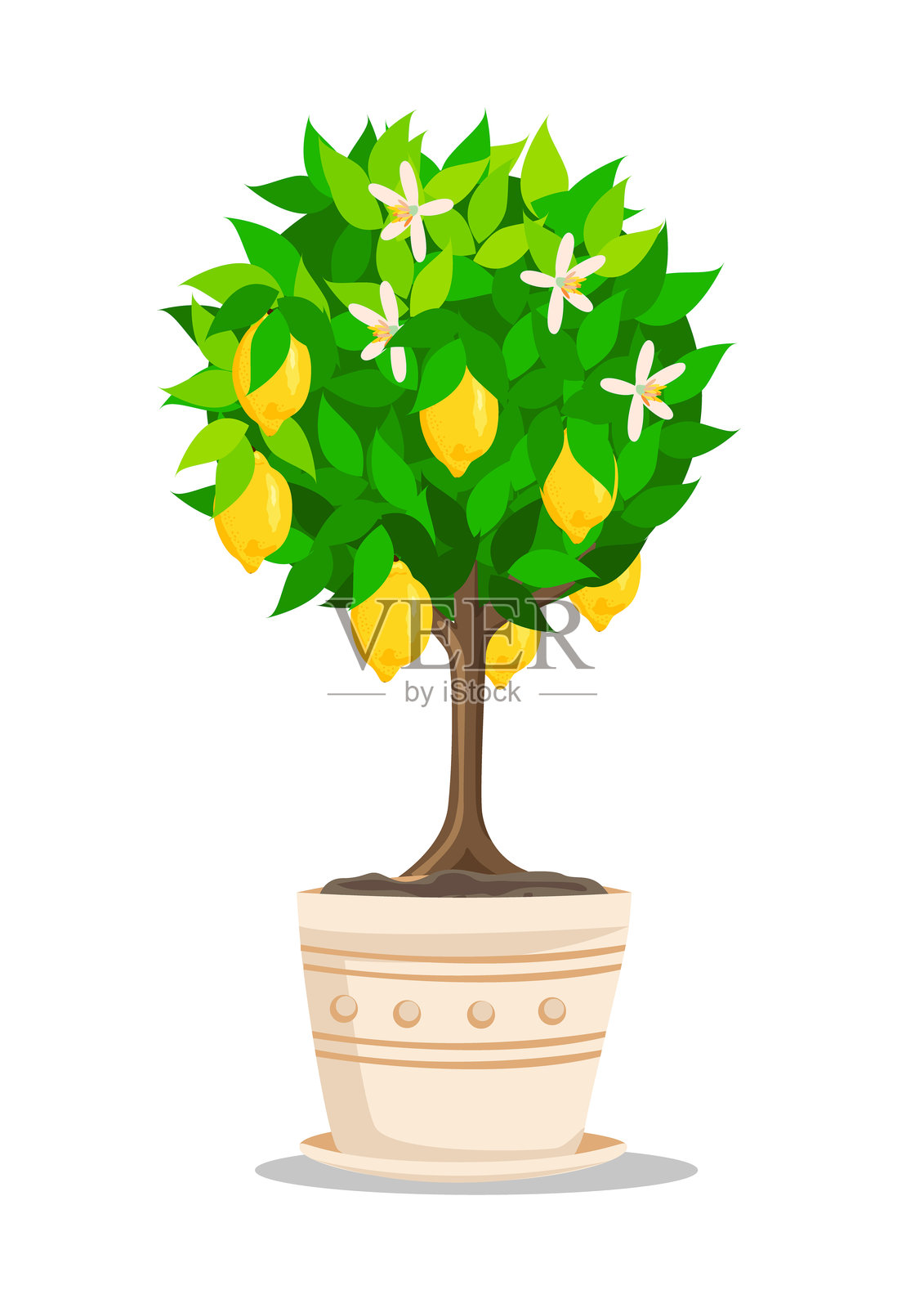 柠檬树插画图片素材