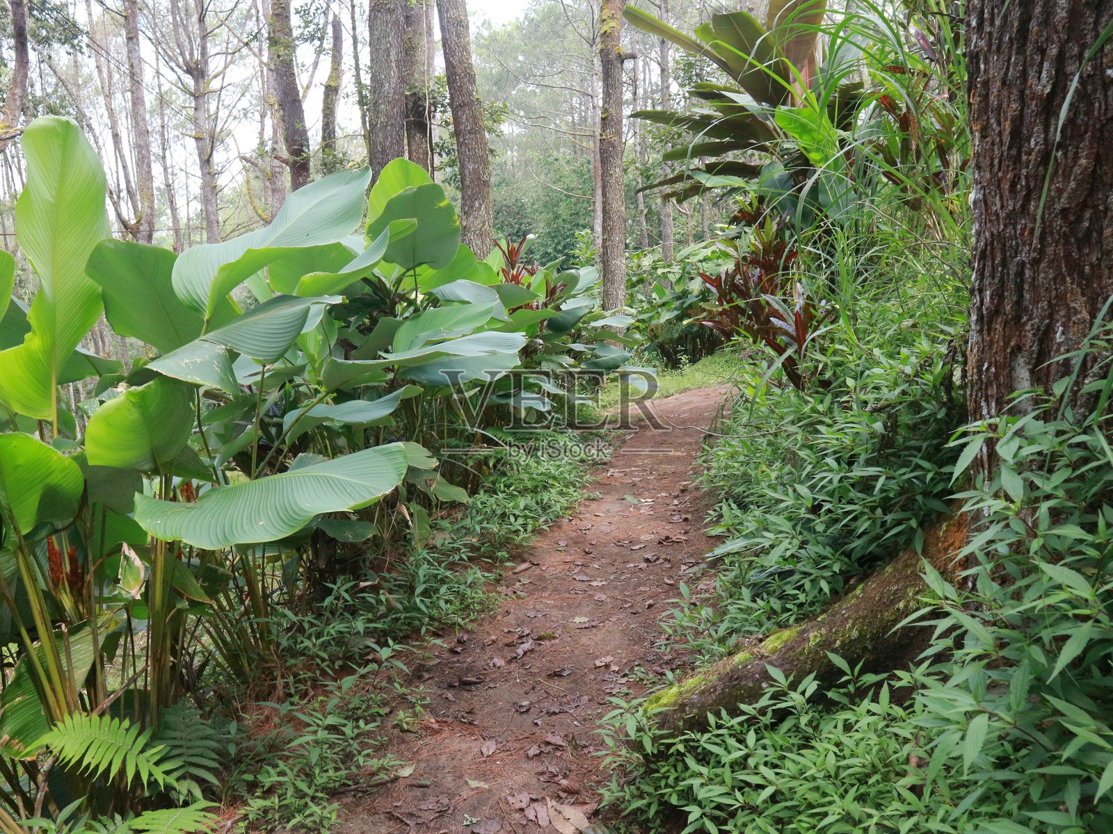 松林中的小径照片摄影图片